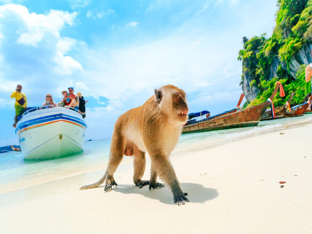Monkey Beach