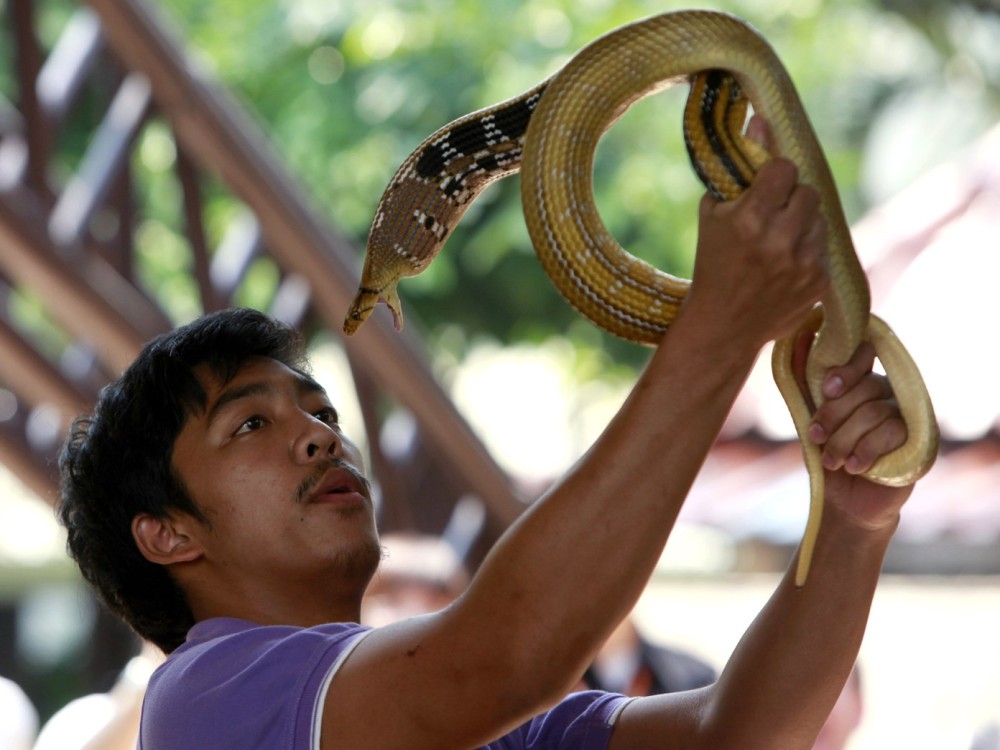 Snake Farm (Queen Saovabha Memorial Institute)