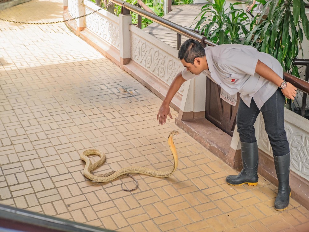 Snake Farm (Queen Saovabha Memorial Institute)