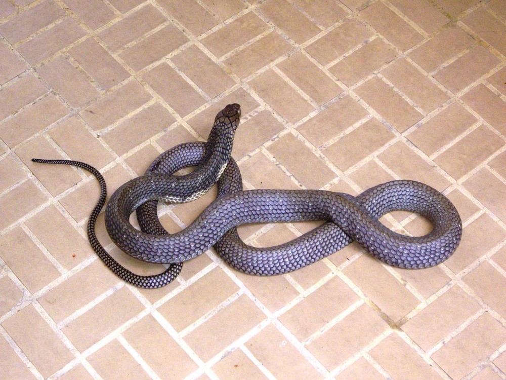 Snake Farm (Queen Saovabha Memorial Institute)