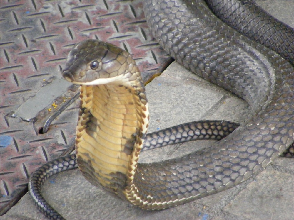 Snake Farm (Queen Saovabha Memorial Institute)