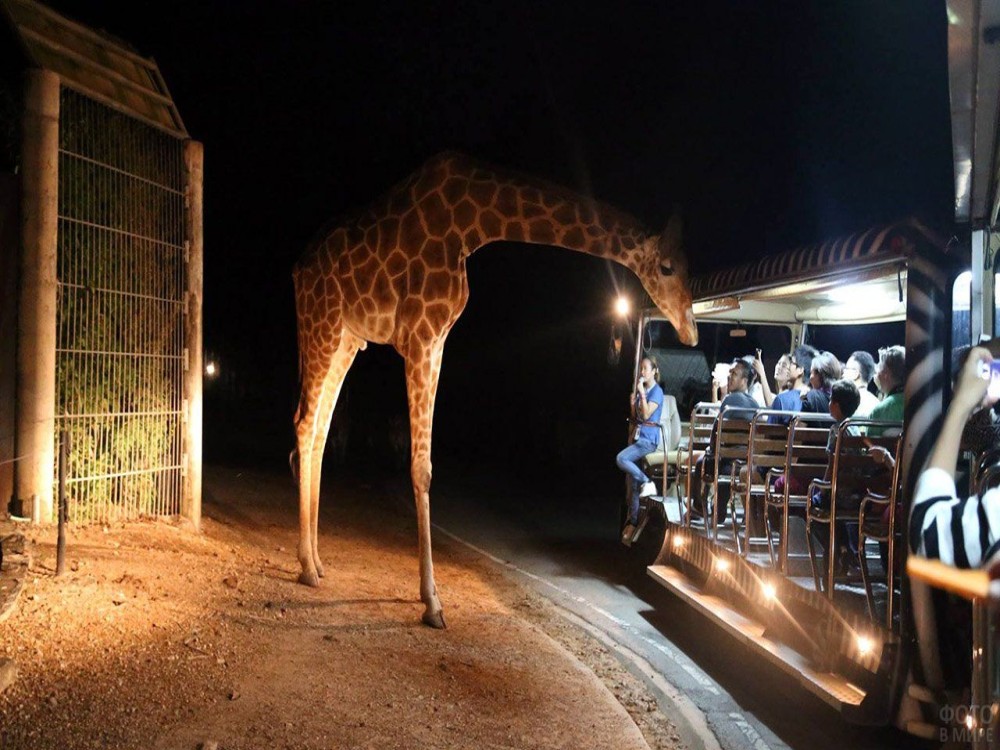 Chiang Mai Night Safari