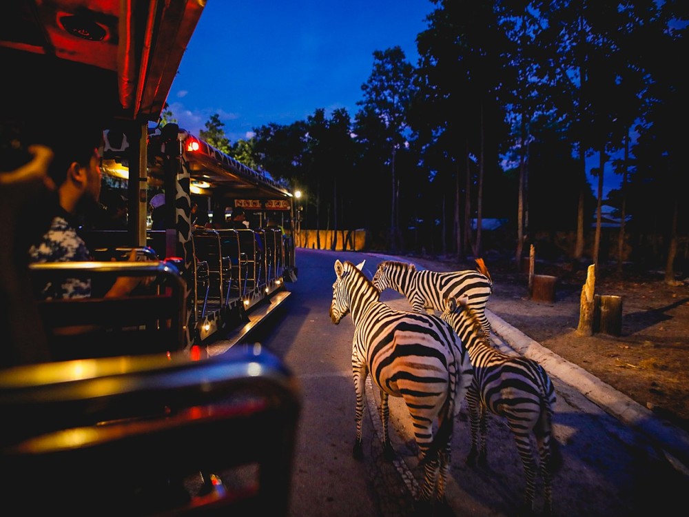 Chiang Mai Night Safari