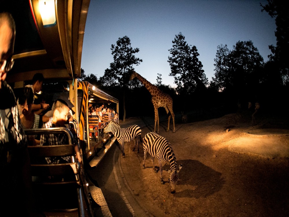 Chiang Mai Night Safari