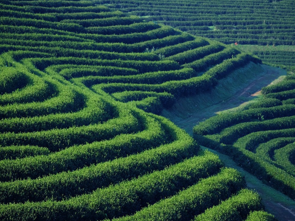 Choui Fong Tea Plantation