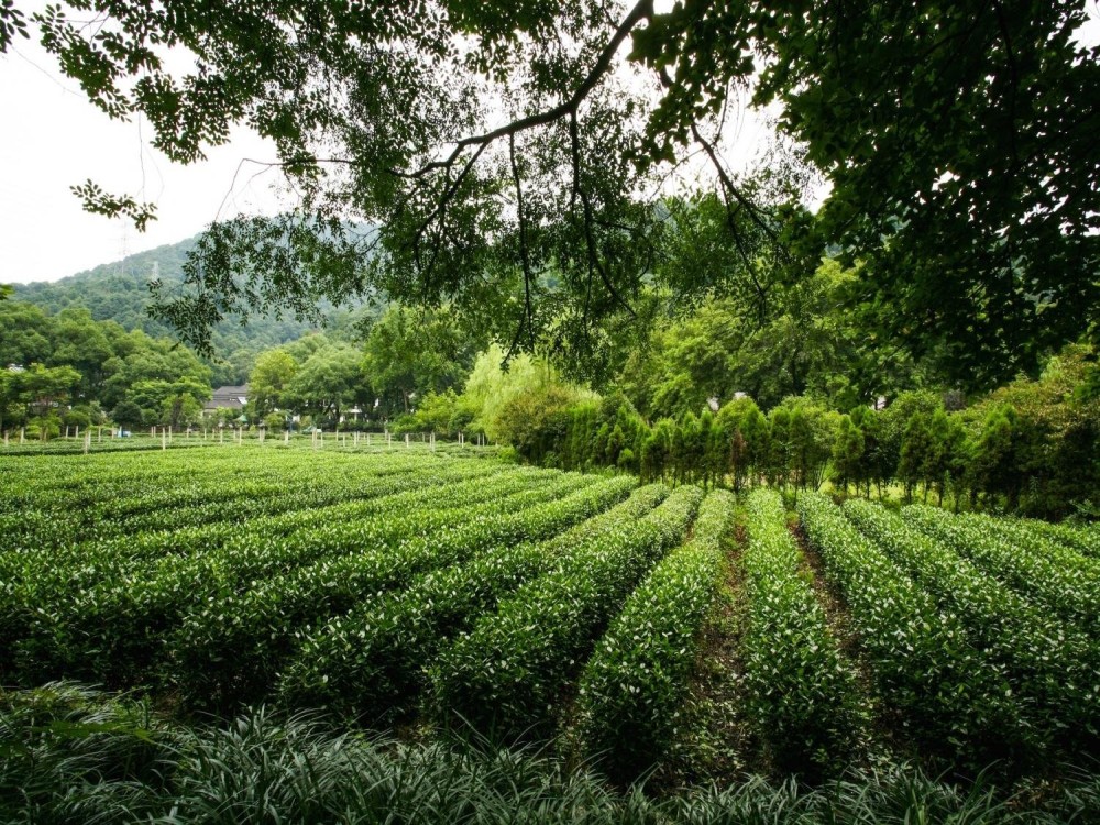 Choui Fong Tea Plantation