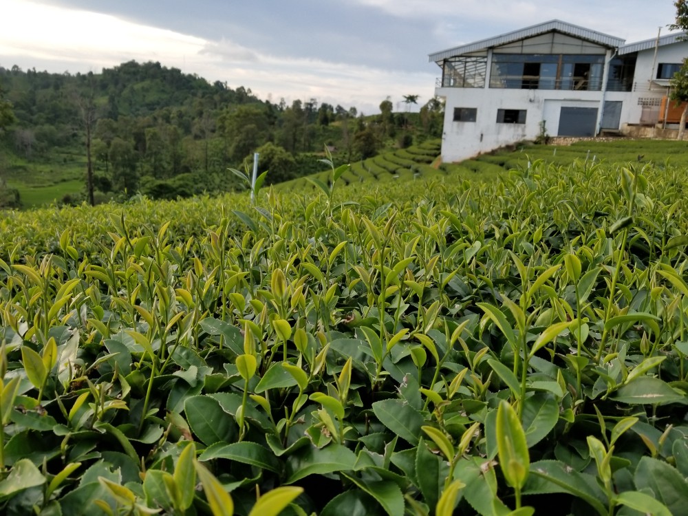 Choui Fong Tea Plantation