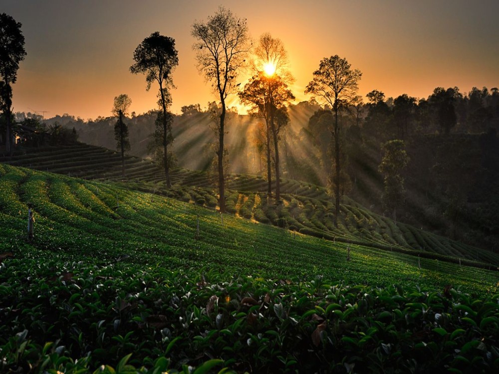 Choui Fong Tea Plantation