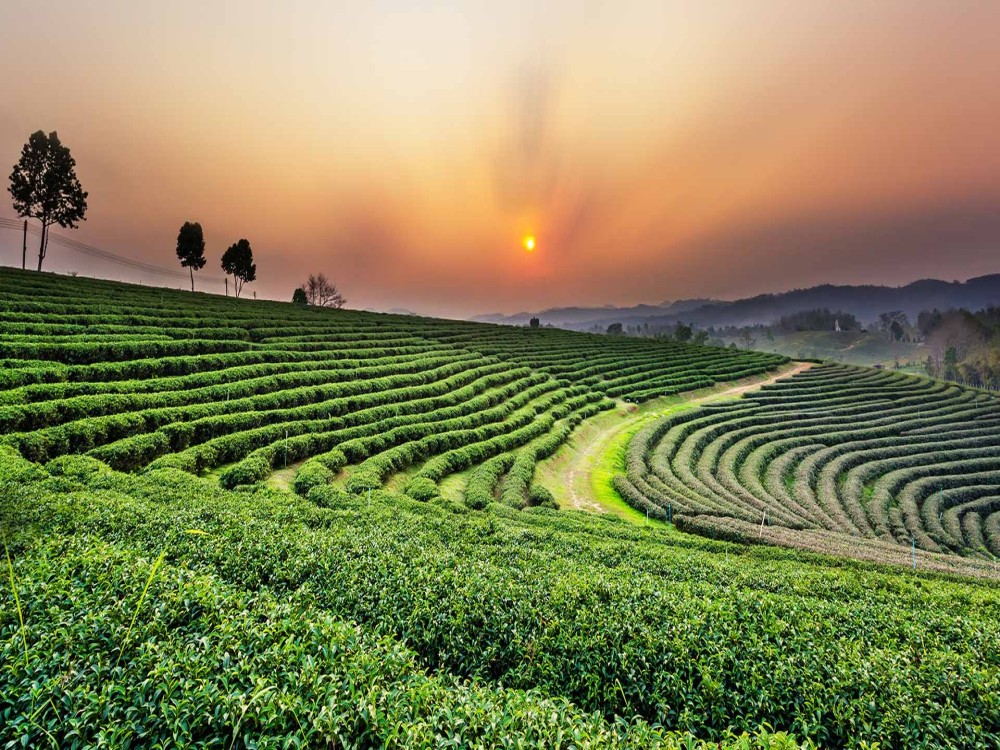 Choui Fong Tea Plantation