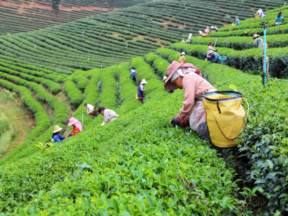 Choui Fong Tea Plantation