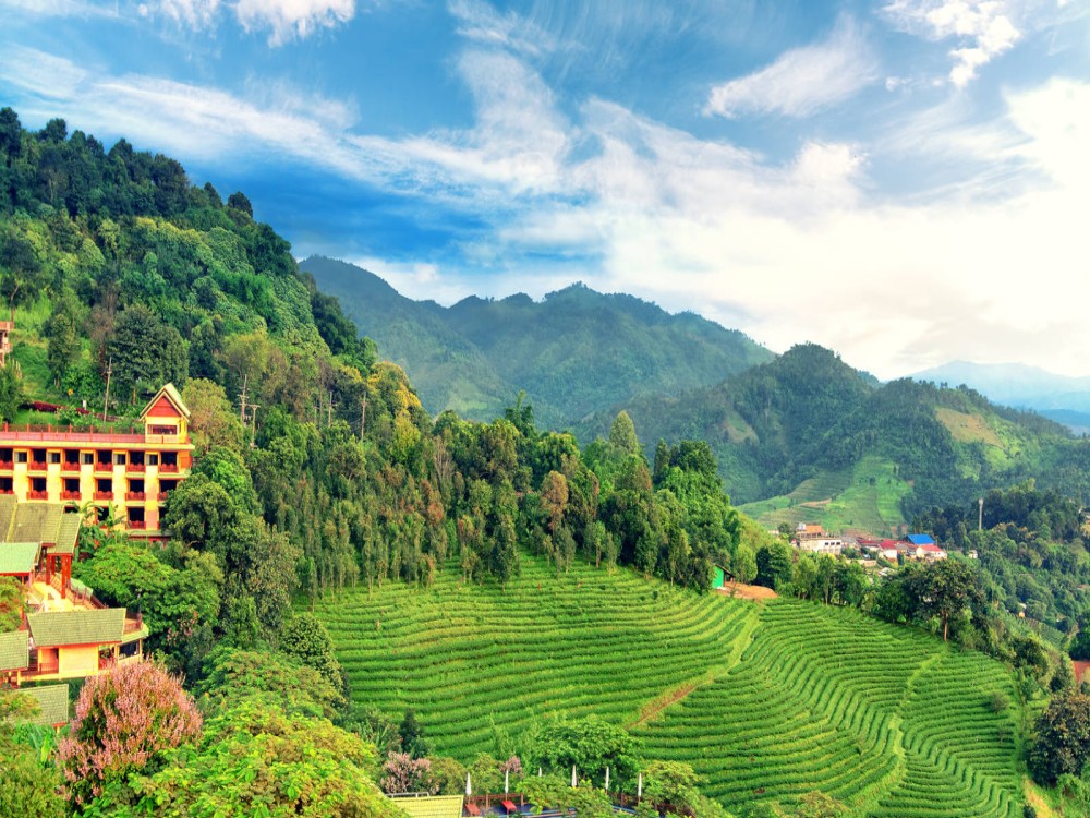 Doi Mae Salong
