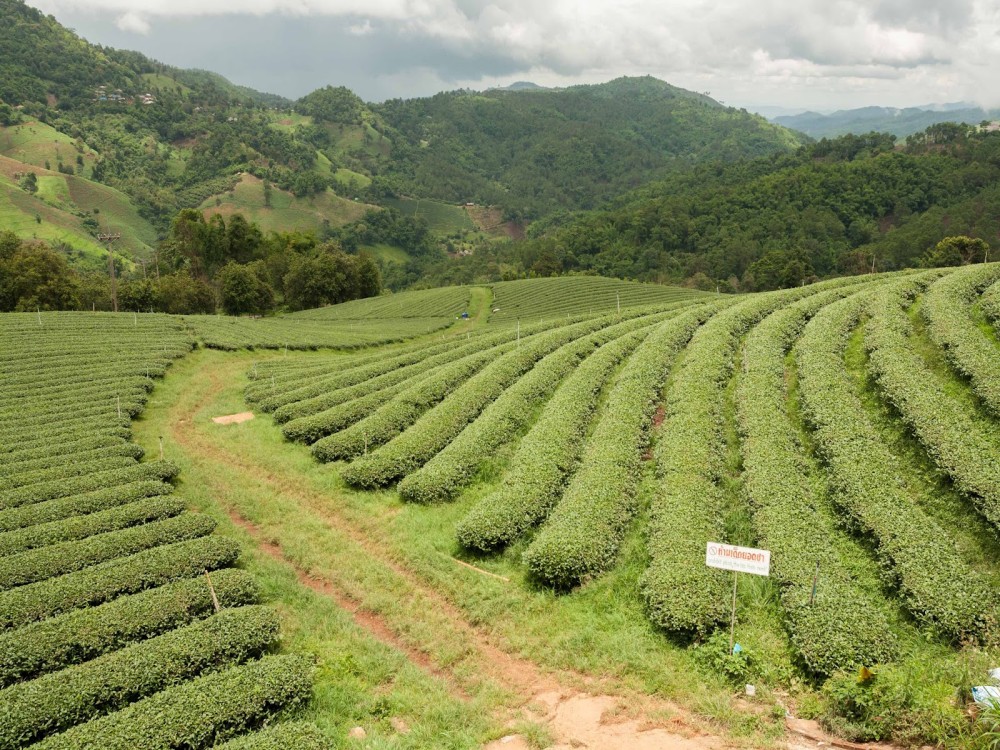 Doi Mae Salong