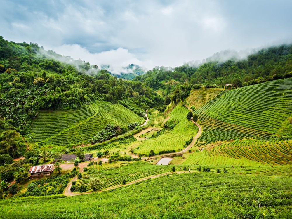 Doi Mae Salong