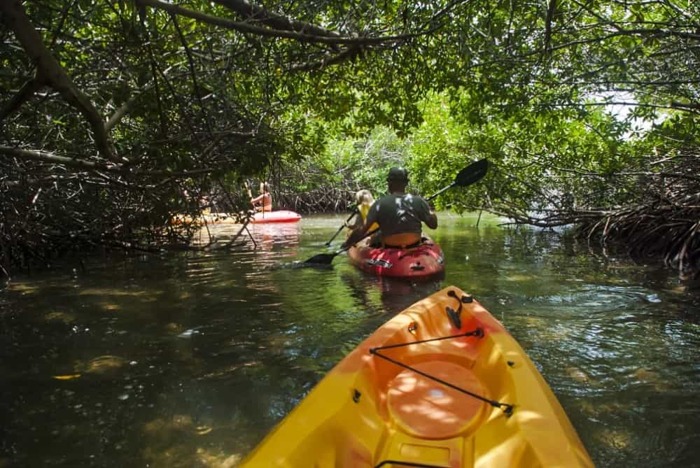 Mangrove Kayaking | ®ExcursionMania