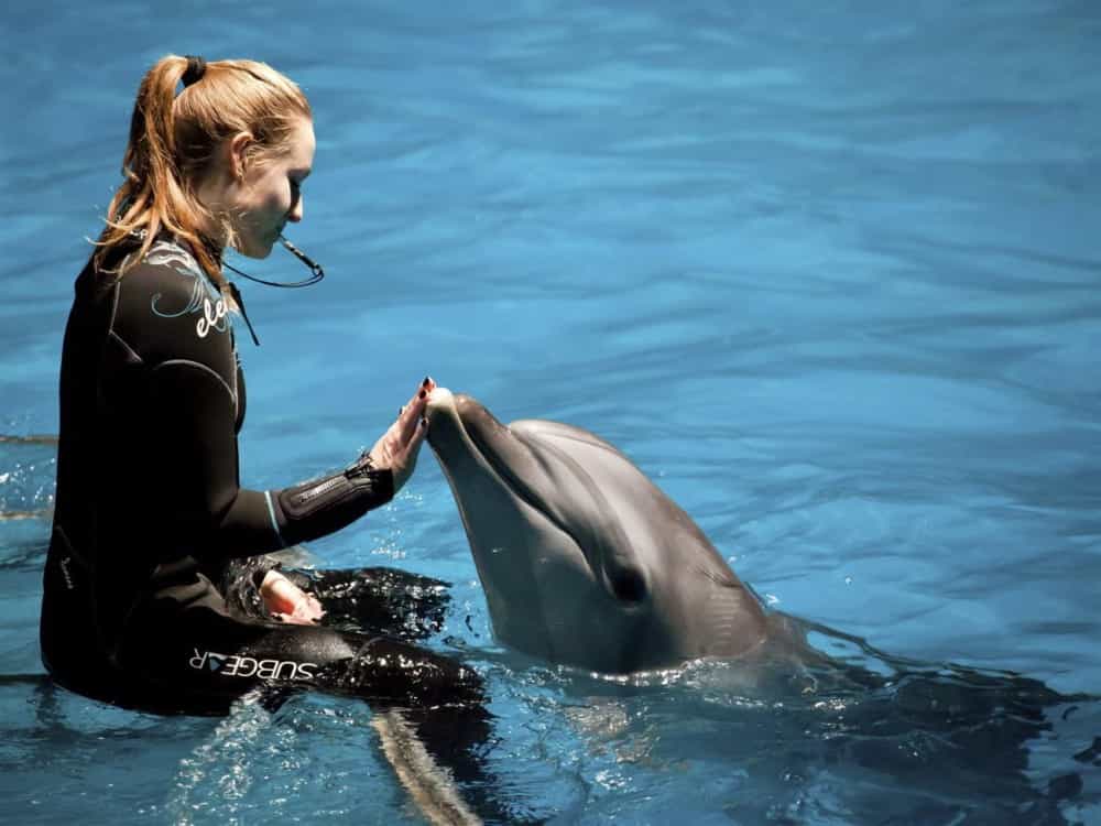 Antalya: Swimming with Dolphins & Hotel Transfer | ®ExcursionMania