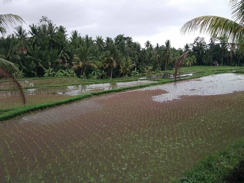 Kajeng Rice Field
