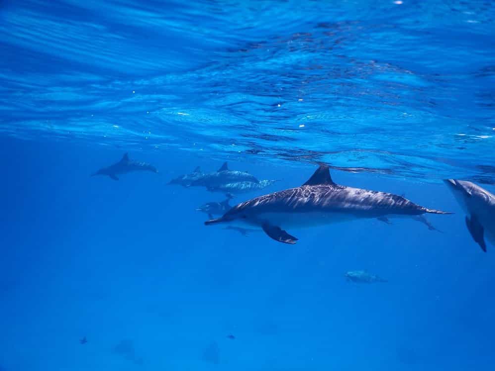 Dolphin House - Shaab Samadai