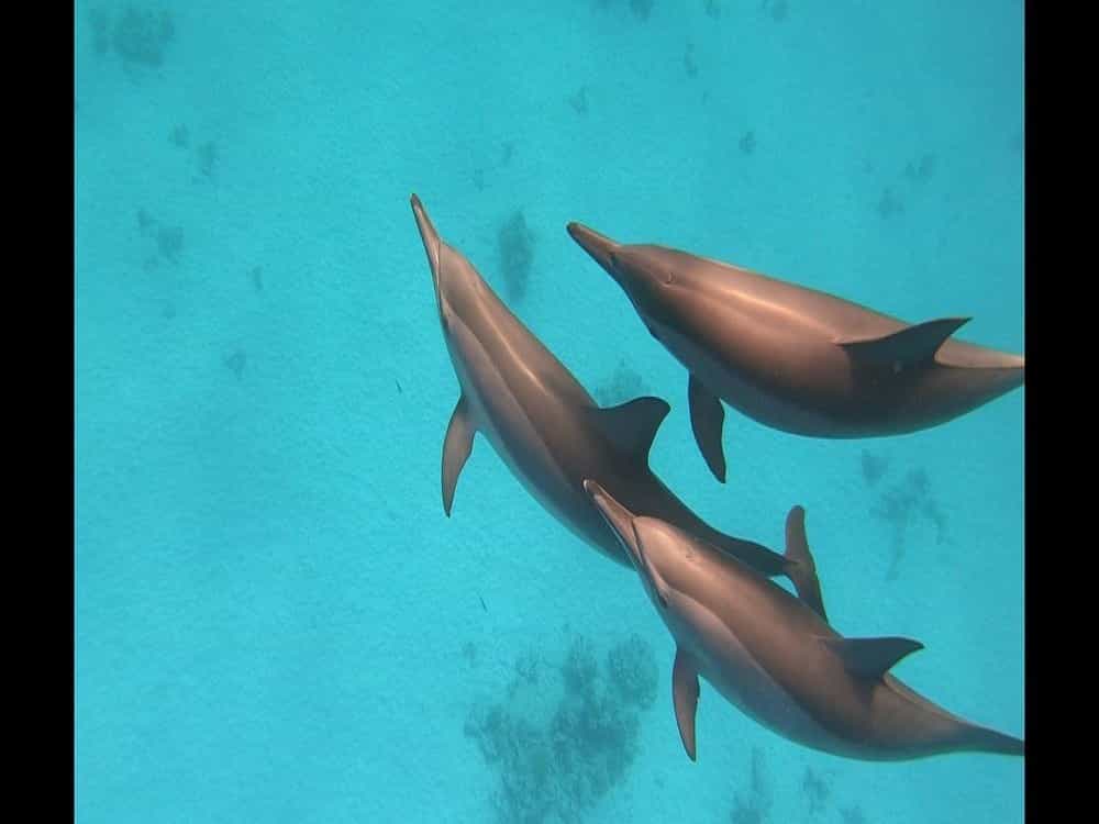Dolphin House - Shaab Samadai