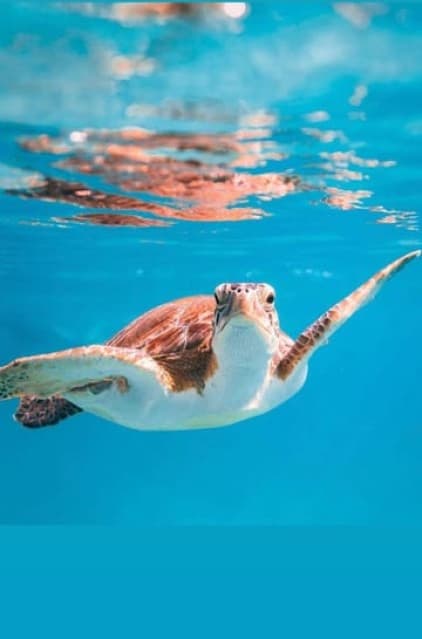 Muscat: Daymaniat Islands Snorkeling Trip | ®ExcursionMania