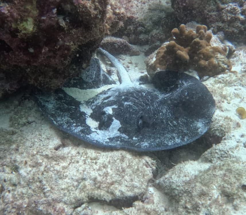 Muscat: Daymaniat Islands Try Scuba Diving | ®ExcursionMania