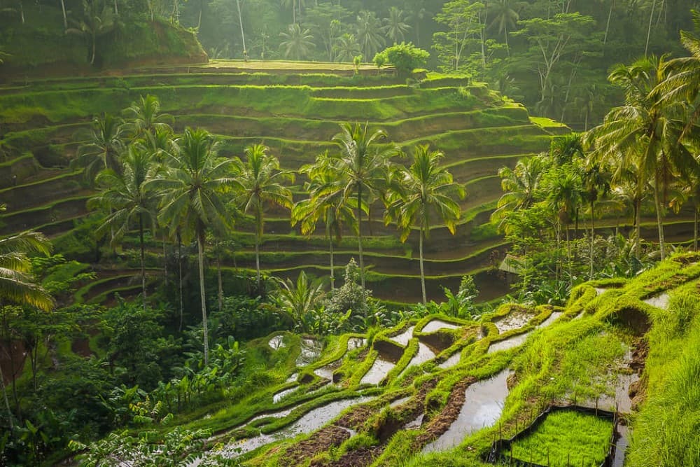 Bali: Full-Day Spiritual Cleansing and Shamanic Healing Tour | ®ExcursionMania