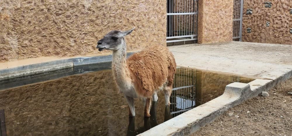 Safari World Zoo and Wahiba Sands Sunset with Dinner | ®ExcursionMania