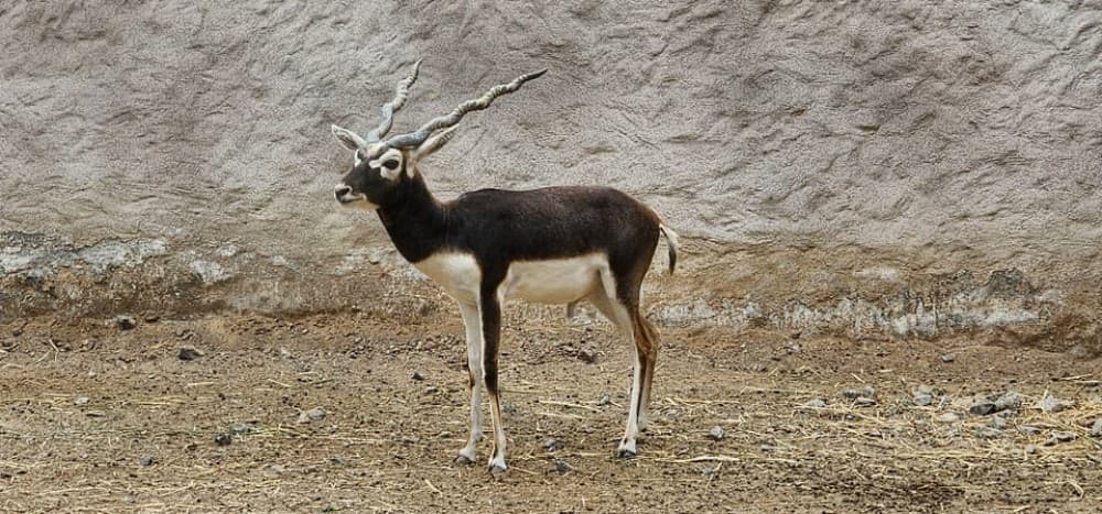 Safari World Zoo and Wahiba Sands Sunset with Dinner | ®ExcursionMania
