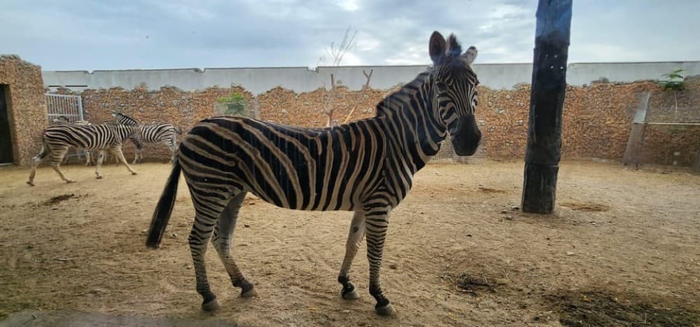 Safari World Zoo and Wahiba Sands Sunset with Dinner | ®ExcursionMania