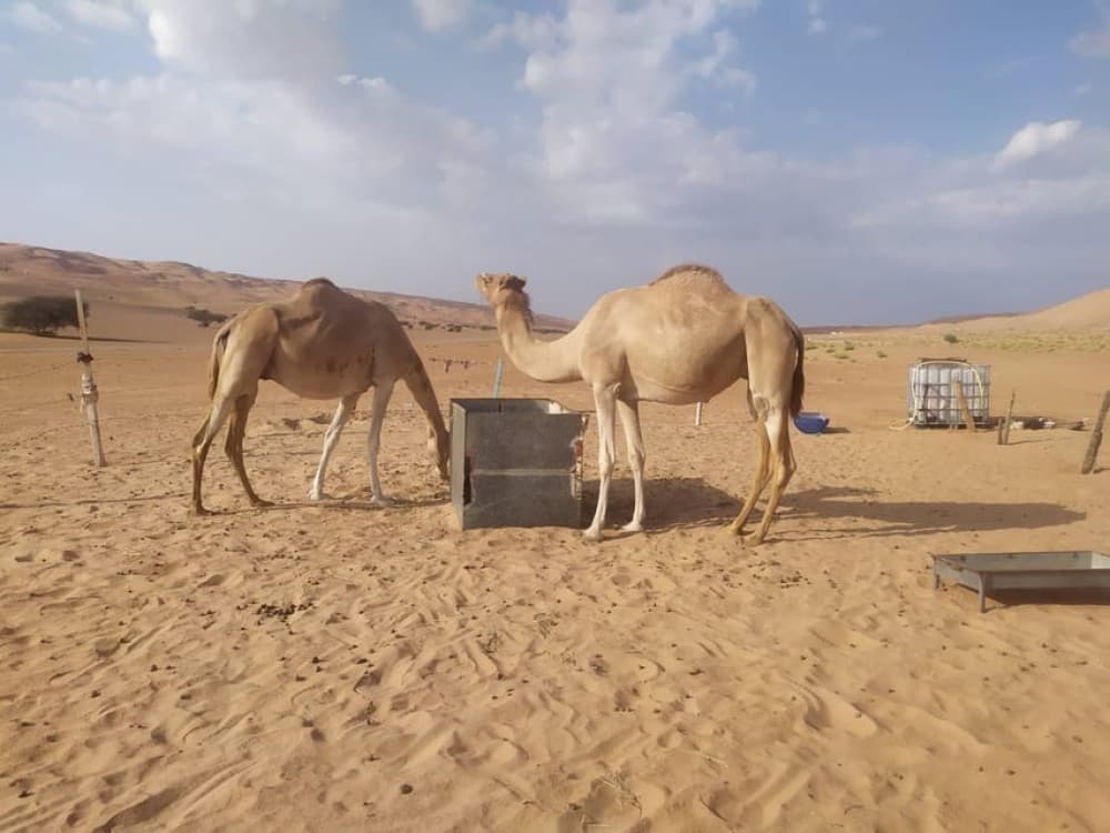 Muscat: Desert Quad Bike & Wadi Bani Khalid Tour | ®ExcursionMania