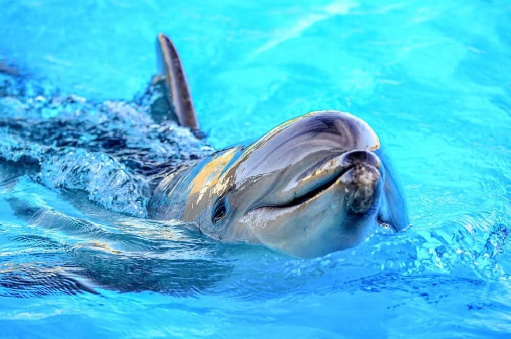 Hurghada: Snorkeling Dolphin Watching & Banana Boat Fun | ®ExcursionMania