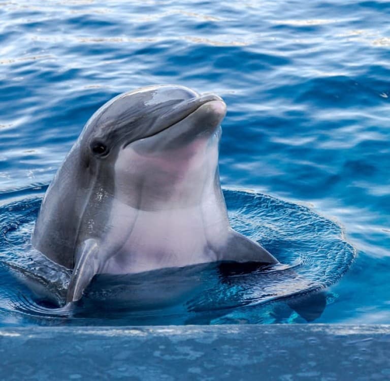 Hurghada: Snorkeling Dolphin Watching & Banana Boat Fun | ®ExcursionMania