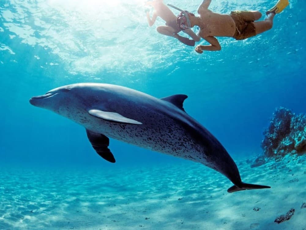 Hurghada: Snorkeling Dolphin Watching & Banana Boat Fun | ®ExcursionMania