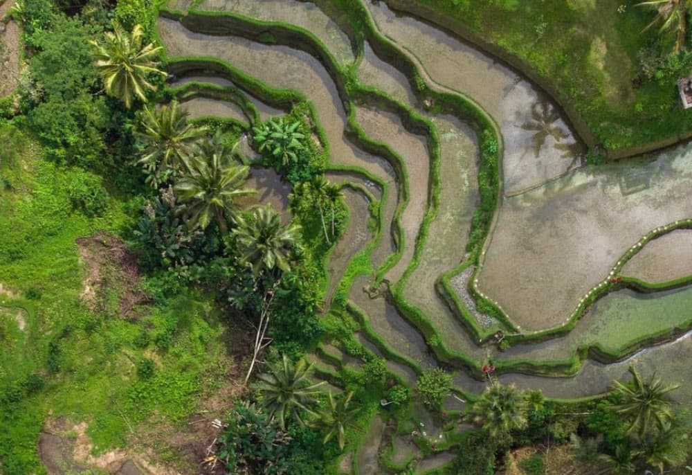 Ubud: Tegalalang Rice Terrace Photos Tour with Swing Ticket | ®ExcursionMania