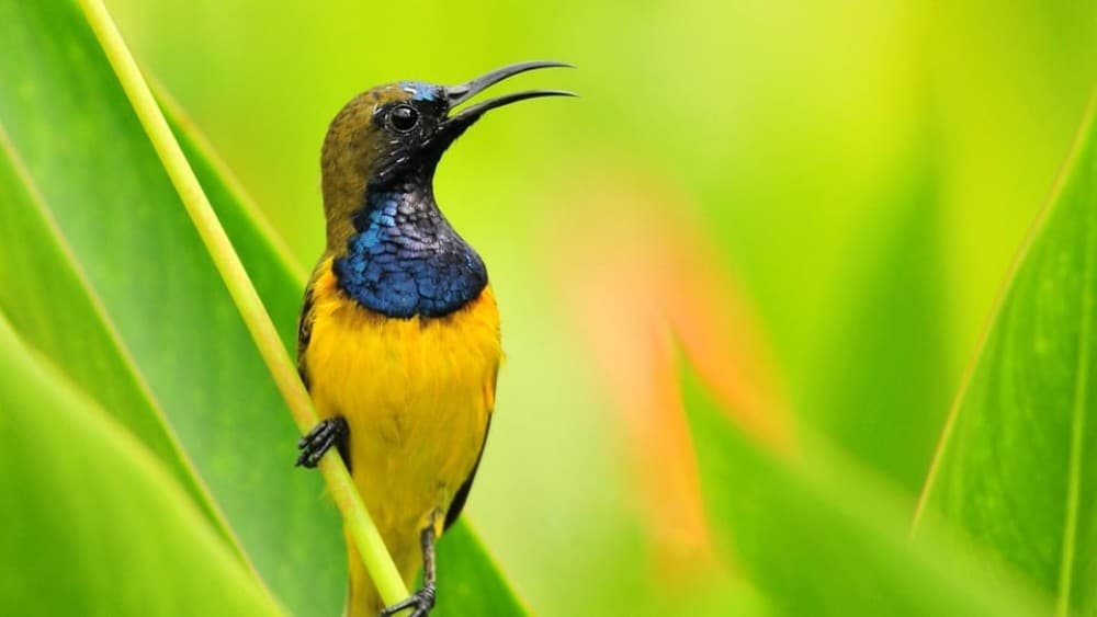 Bali: Countryside Bird Watching Tour with Hotel Transfer | ®ExcursionMania