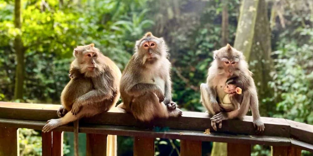 Ubud: Monkey Forest Sanctuary  Jungle Swing HalfDay Tour | ®ExcursionMania