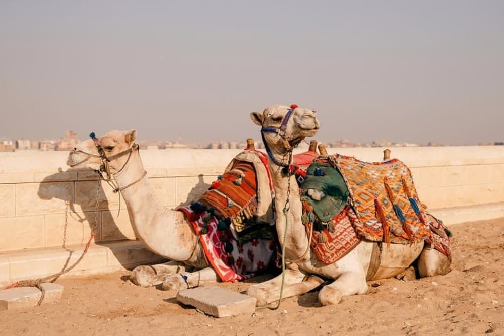 Cairo: Quad Bike Adventure at Giza Pyramids W Camel Ride | ®ExcursionMania