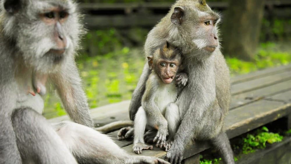 Ubud: Highlight Tour with Holy Bathing at Tirta Empul Temple | ®ExcursionMania