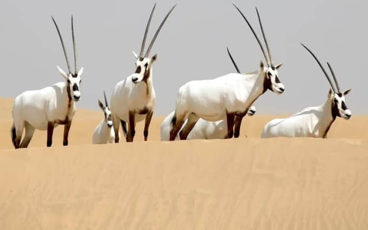 Dubai: Al Marmoom Oasis Safari, Animal Spotting & Breakfast | ®ExcursionMania