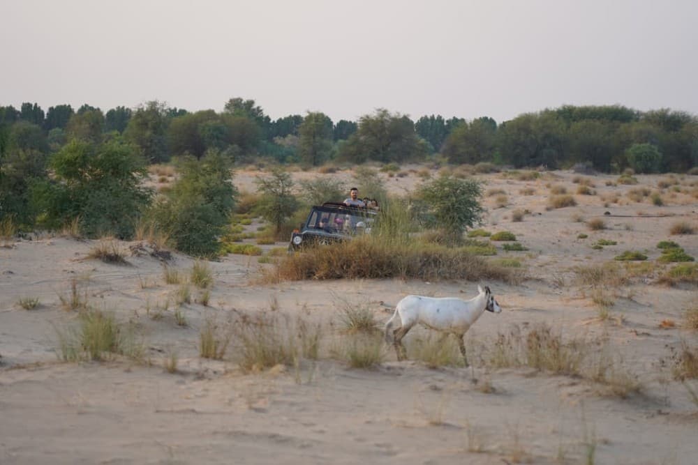 Dubai: Al Marmoom Oasis Safari, Animal Spotting & Breakfast | ®ExcursionMania