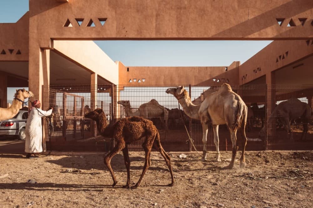 Dubai: Al Ain Oasis, Camel Market, Old Museum & Jebel Hafeet | ®ExcursionMania