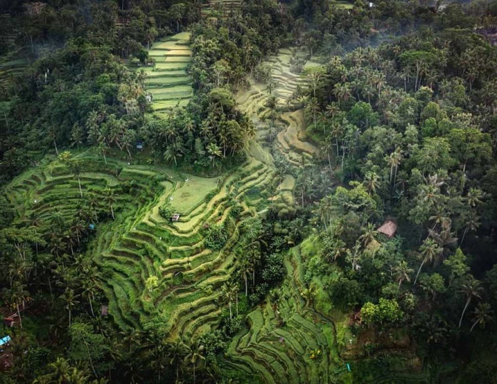 Ubud: Sky Bike Adventure, Swing & Rice Terrace with Transfer | ®ExcursionMania