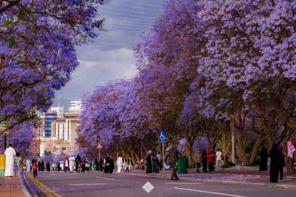 Saudi Arabia: Must-See Attractions in Abha City Tour | ®ExcursionMania