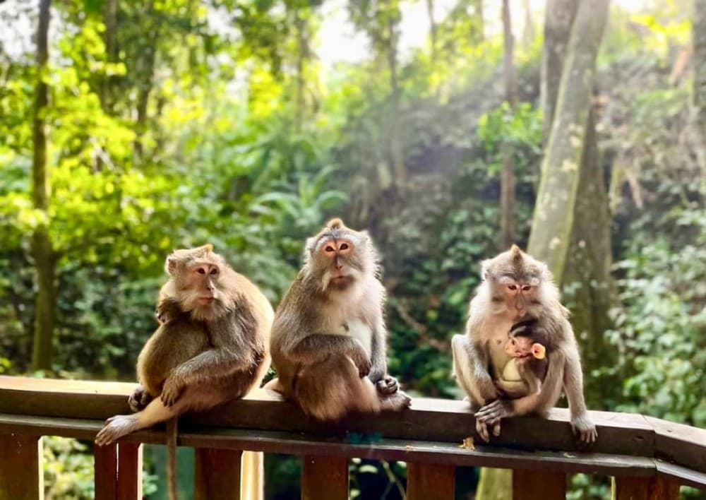 Ubud: Highlights & Cretya Jungle by Alas Arum Day-Tour | ®ExcursionMania