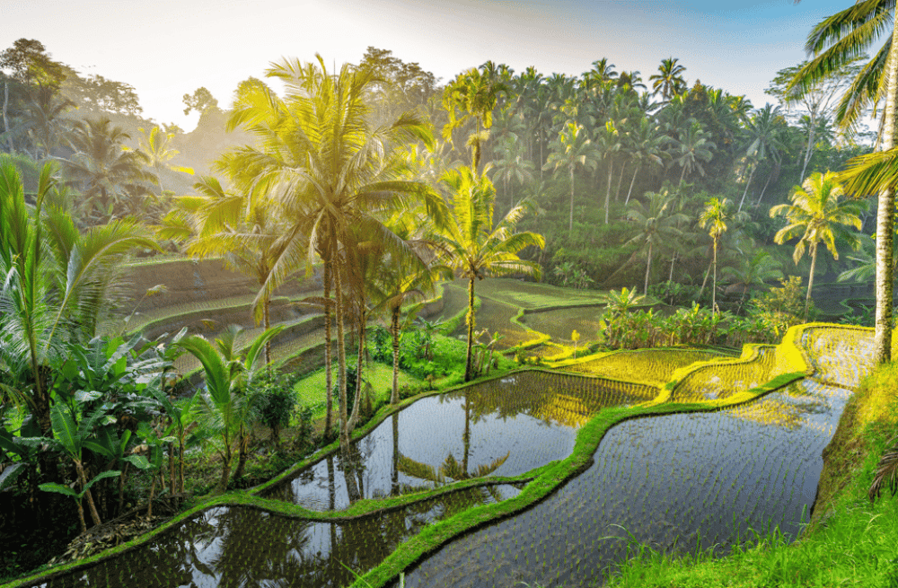 Ubud: Saraswati Temple, Monkey Forest, Art Market, Waterfall | ®ExcursionMania