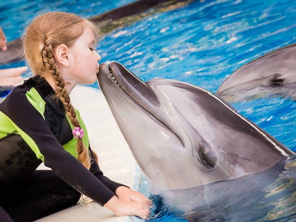 Bodrum Dolphin Show An Unforgettable Aquatic Spectacle | ®ExcursionMania