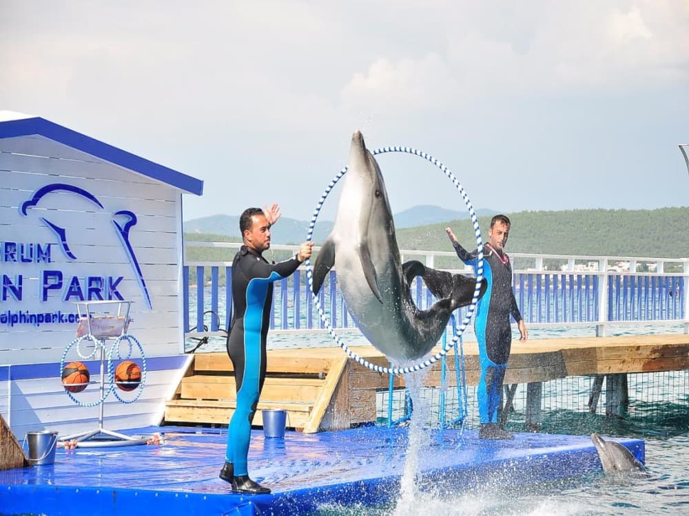Bodrum Dolphin Show An Unforgettable Aquatic Spectacle | ®ExcursionMania