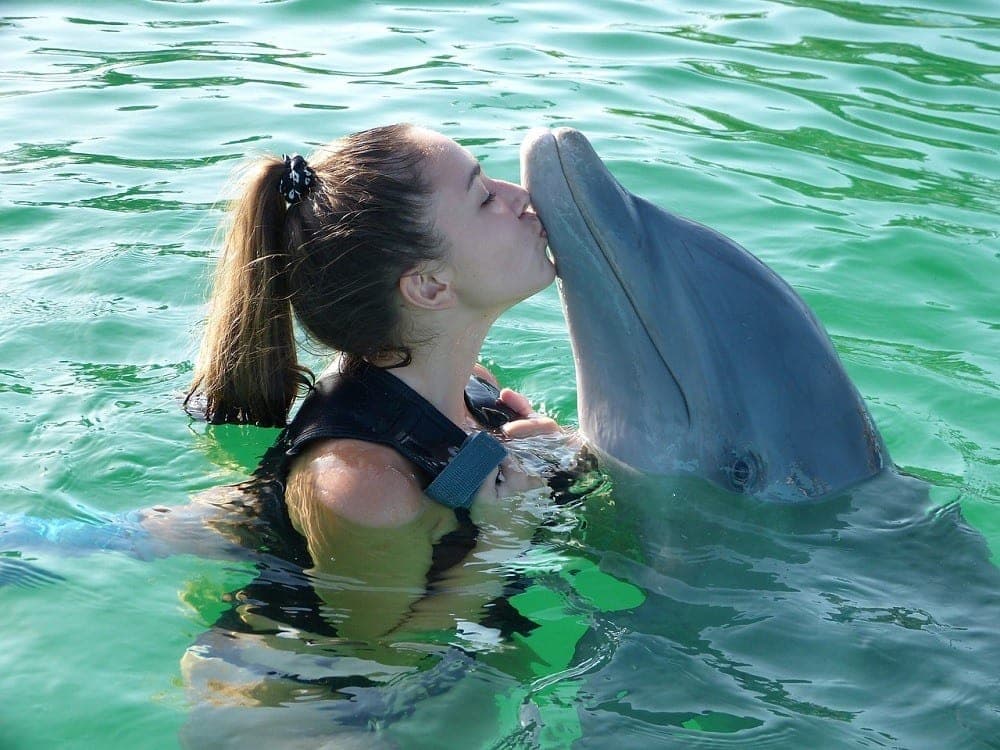 Swim with Dolphins in Bodrum A Magical Adventure | ®ExcursionMania