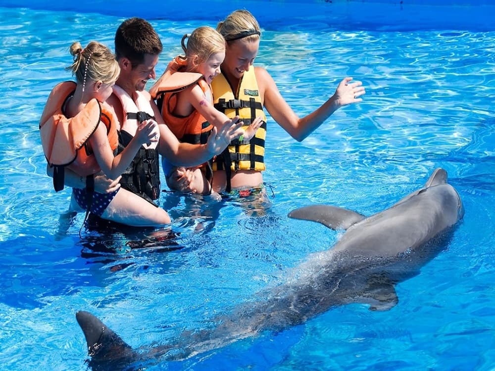 Swim with Dolphins in Bodrum A Magical Adventure | ®ExcursionMania