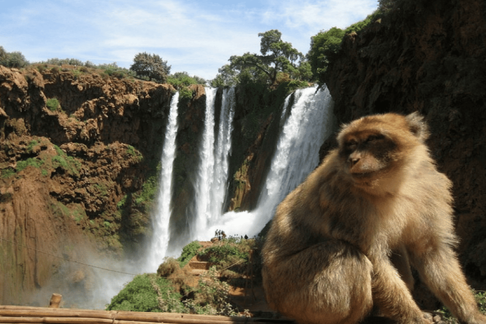 Full day Ouzoud Waterfalls Day tour & Guided Walk | ®ExcursionMania