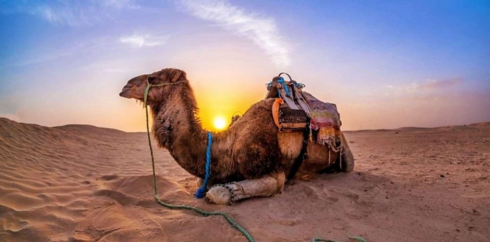 From Doha: Experience Bedouin Style Camel Safari | ®ExcursionMania